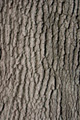 Image of bark, representing the Traditional Chinese Medicine's wood element